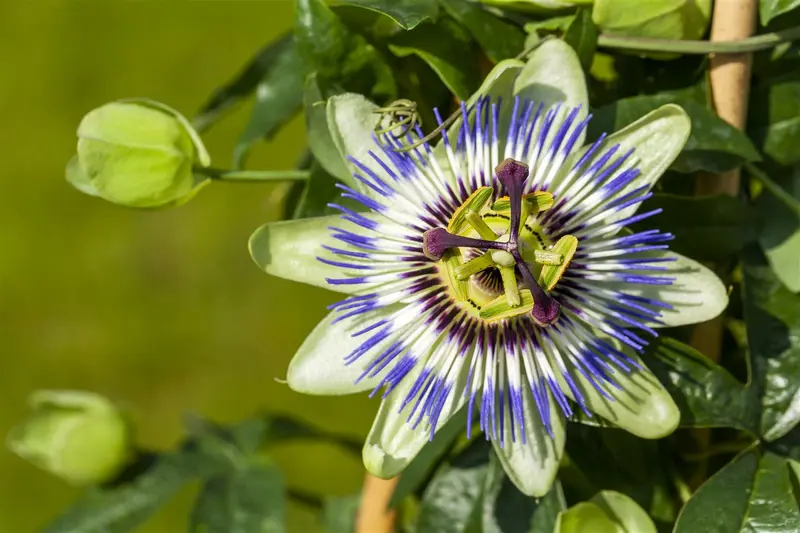 Passiflora caerulea 200-250   C20 - afbeelding 3