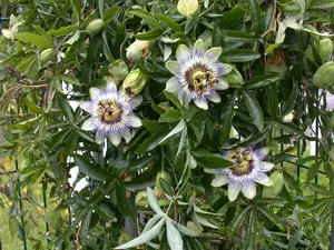 Passiflora caerulea 200-250   C20 - afbeelding 5
