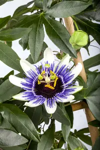 passiflora caerulea (50- 60cm) - afbeelding 2