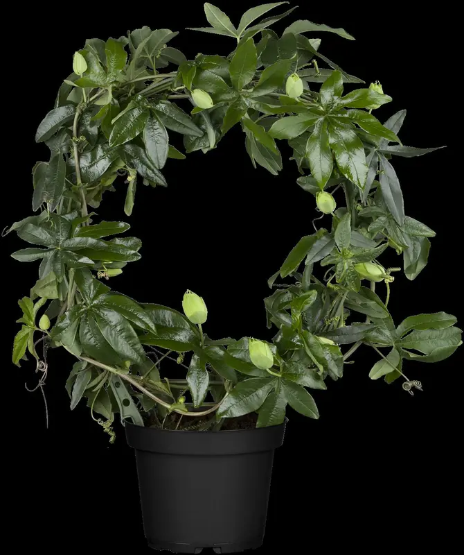 passiflora caerulea (50- 60cm) - afbeelding 1