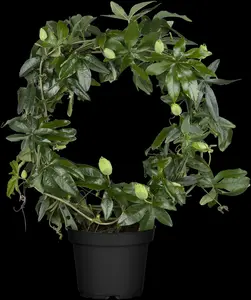 passiflora caerulea (50- 60cm) - afbeelding 1