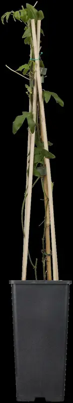 passiflora caerulea (50- 60cm) - afbeelding 4