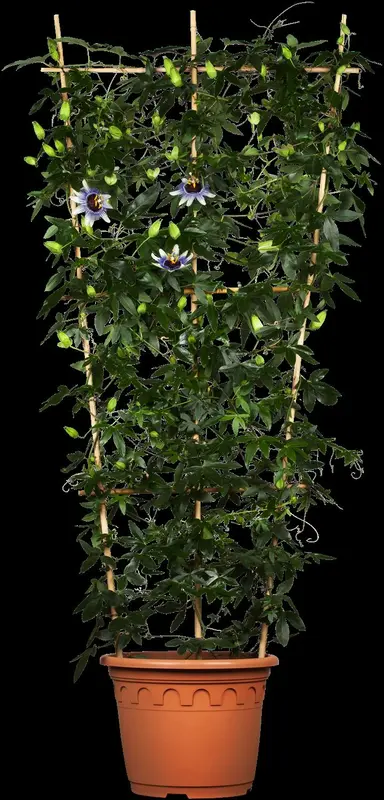 passiflora caerulea (50- 60cm) - afbeelding 3