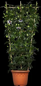 passiflora caerulea (50- 60cm) - afbeelding 3