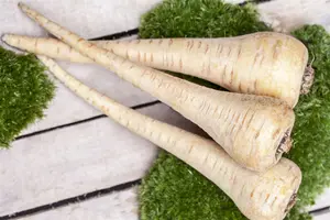 pastinaak van guernesey  - afbeelding 2