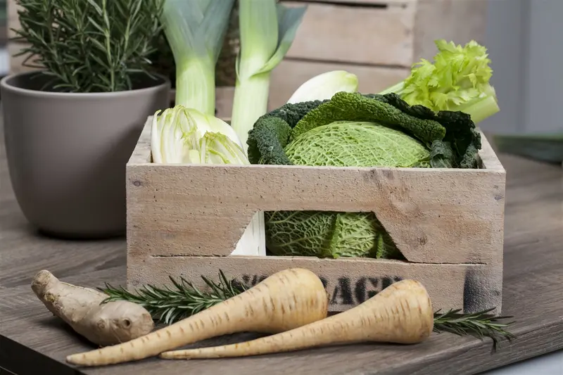 pastinaak van guernesey  - afbeelding 5