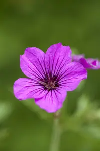 Patricia - afbeelding 2