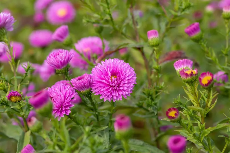 aster n.-b. 'patricia ballard' P9