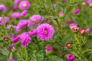 aster n.-b. 'patricia ballard' P9