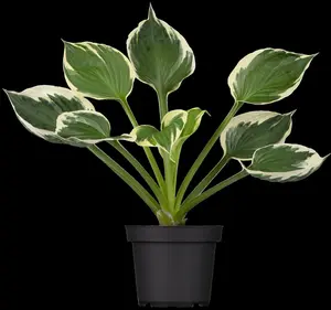 hosta hybr. 'patriot' P9 - afbeelding 5