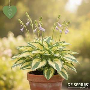 Hosta 'Paul´s Glory' C3