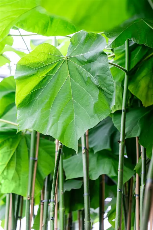 Paulownia fort. 'Fast. Blue'® ('minfast') 150-175   C15 - afbeelding 3