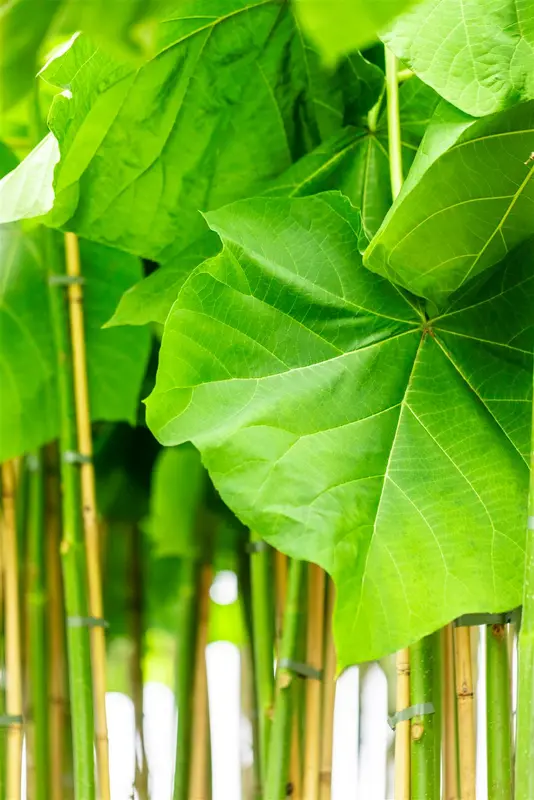 Paulownia fort. 'Fast. Blue'® ('minfast') 150-175   C15 - afbeelding 1