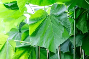 Paulownia fort. 'Fast. Blue'® ('minfast') 150-175   C15 - afbeelding 2