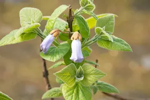 Paulownia tomentosa (imperialis) 18/20 HO C