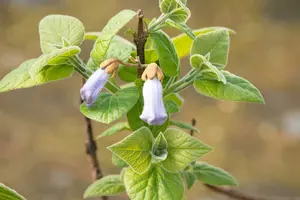 paulownia tomentosa (imperialis) 8/10 C - afbeelding 4