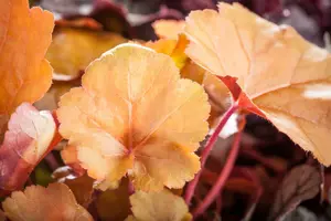 heuchera hybr. 'peach flambe'® P9
