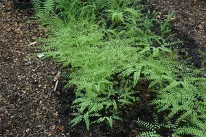 adiantum pedatum P9 - afbeelding 3