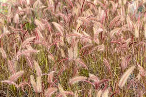 Pennisetum adv. 'Rubrum' C2