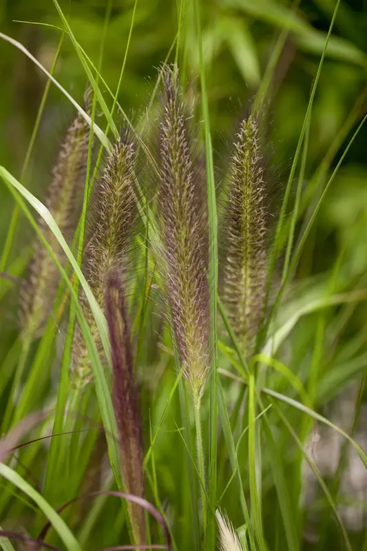 pennisetum alop. f. viridescens C7,5 - afbeelding 1