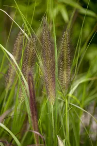 pennisetum alop. f. viridescens C7,5 - afbeelding 5