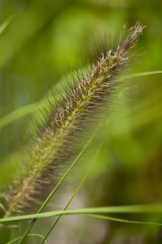 pennisetum alop. f. viridescens C7,5 - afbeelding 2