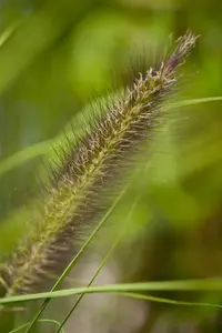 pennisetum alop. f. viridescens C7,5 - afbeelding 2