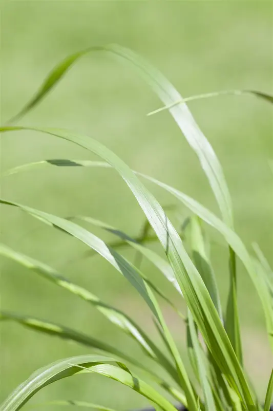 pennisetum alop. f. viridescens C7,5 - afbeelding 3