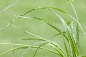 pennisetum alop. f. viridescens C7,5 - afbeelding 4