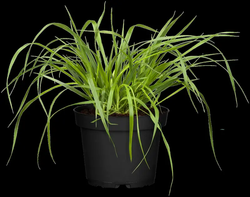 pennisetum alop. f. viridescens C7,5 - afbeelding 5