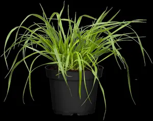 pennisetum alop. f. viridescens C7,5 - afbeelding 5