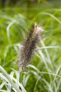 Japonicum - afbeelding 3