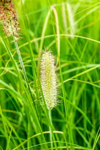 Japonicum - afbeelding 3