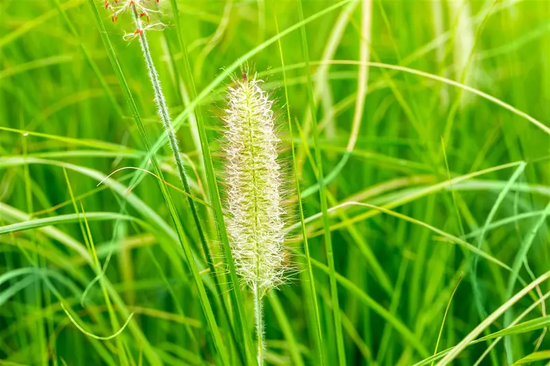 Japonicum - afbeelding 2