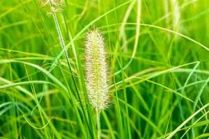 Japonicum - afbeelding 2