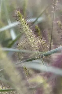 Pennisetum alop. 'Tiny Twinkler' P9 - afbeelding 1