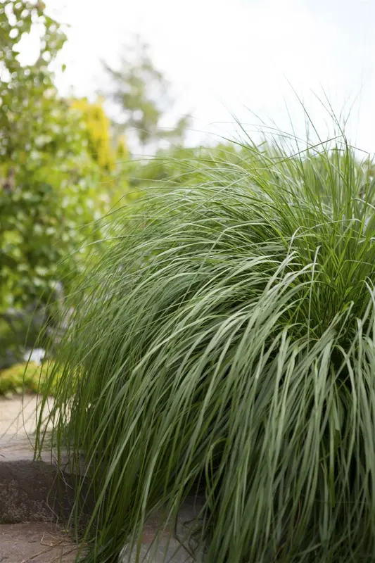 pennisetum alopecuroides (compressum) C7,5 - afbeelding 3