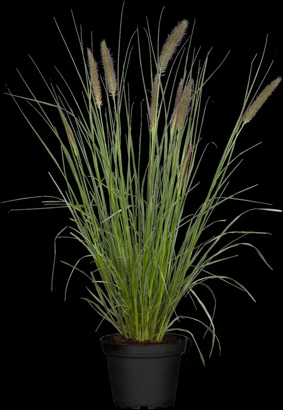 pennisetum alopecuroides (compressum) C7,5 - afbeelding 2