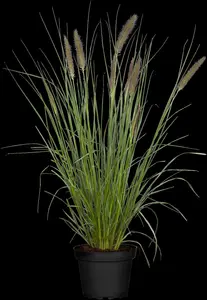 pennisetum alopecuroides (compressum) C7,5 - afbeelding 2