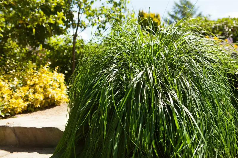 pennisetum alopecuroides (compressum) C7,5 - afbeelding 1