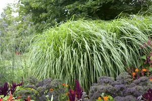 pennisetum alopecuroides (compressum) C7,5 - afbeelding 4