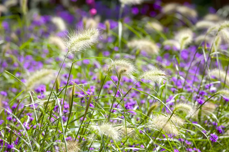 pennisetum alopecuroides (compressum) C7,5 - afbeelding 5