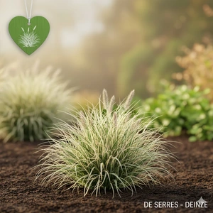 Pennisetum alopecuroides 'Little Honey' P9