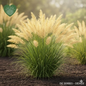 Pennisetum alopecuroides 'Magic' P9
