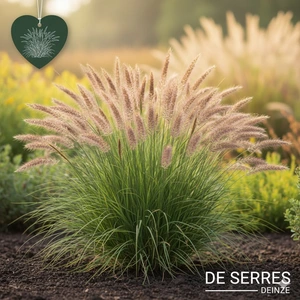 Pennisetum alopecuroides 'Weserbergland' P9