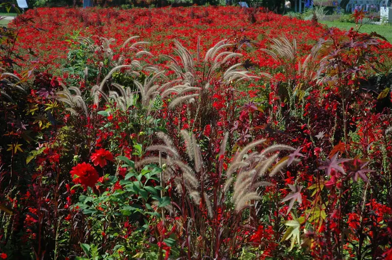 Pennisetum or. 'Fairy Tails' P9
