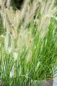 Pennisetum or. 'Flamingo' P9 - afbeelding 4