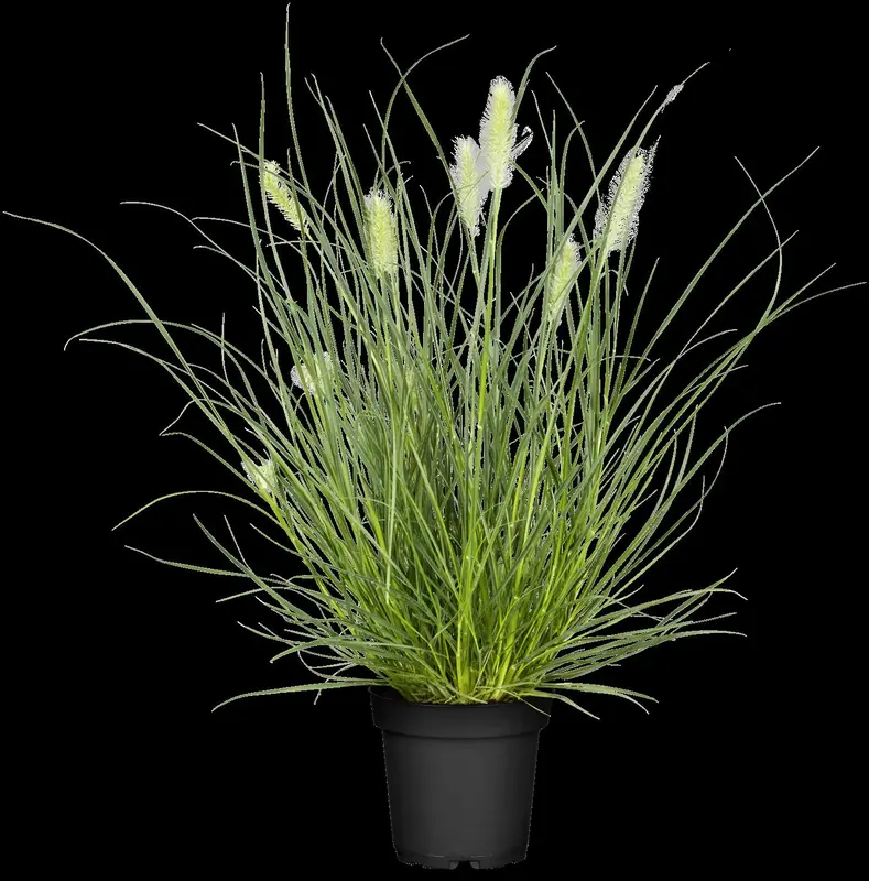 Pennisetum or. 'Flamingo' P9 - afbeelding 1