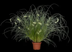 Pennisetum or. 'Flamingo' P9 - afbeelding 3