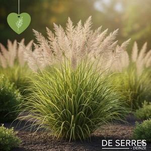 Pennisetum orientale P11